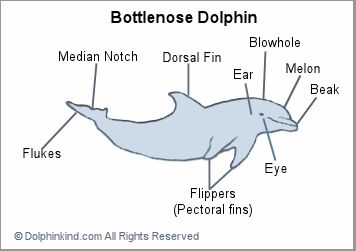 Dolphin Waves: Parts of a dolphin Different Types Of Dolphins, Dolphin Project, Dolphin Activities, Dolphin Facts For Kids, Dolphin Facts, Dolphin Tale, Ocean Projects, Ocean Theme Classroom, Ocean Unit