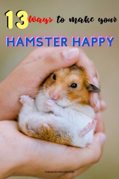 Best Hamster Cage Ideas, 20 Gallon Hamster Tank Ideas, Hamster Tricks, Hamster Recipes, Hamster Toys Diy, How To Make Hamster Toys, Hamster Tips, Hamster Snacks, Hamster Enrichment