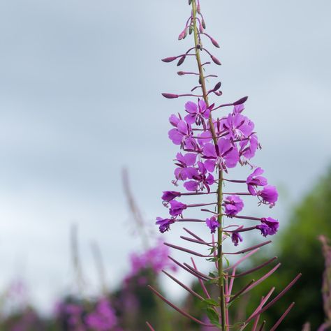 Rosebay Willowherb, Willow Herb, Flora Flowers, Pink Plant, Display Advertising, Retail Merchandising, Website Backgrounds, Print Advertising, Us Images