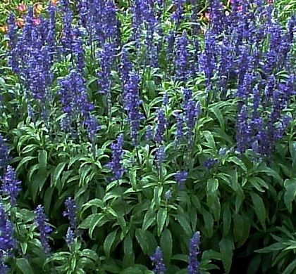 Blue Salvia, Salvia Plants, Mailbox Landscaping, Long Blooming Perennials, Blue Sage, How To Attract Hummingbirds, Attract Butterflies, Heirloom Seeds, Perennial Garden