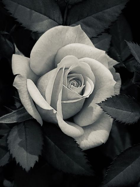 Black And White Floral Photography, Rose Reference Black And Grey, Flower Tattoos Rose, Rose Black And White, Realistic Flower Tattoo, Rose Reference, Realistic Rose Tattoo, Black And Grey Rose, Tattoos Rose