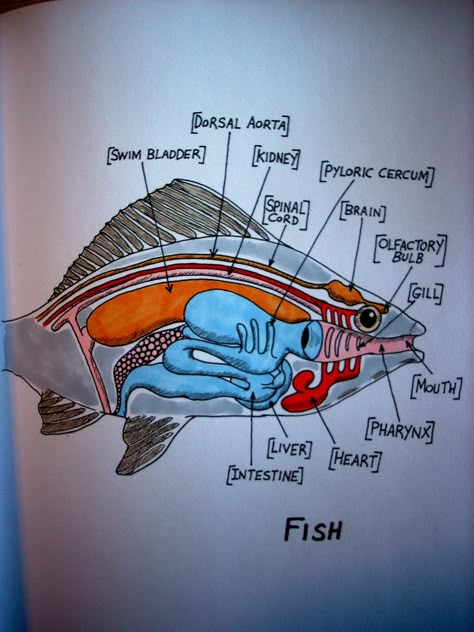 Fish Anatomy  By: Stephanie Bissonnette Marine Biology Anatomy, Marine Anatomy, Marin Biology, Marine Biology Aesthetic Notes, Marine Biologist Notes, Marine Biology Notes, Fish Anatomy, Animal Biology, Biology Drawing