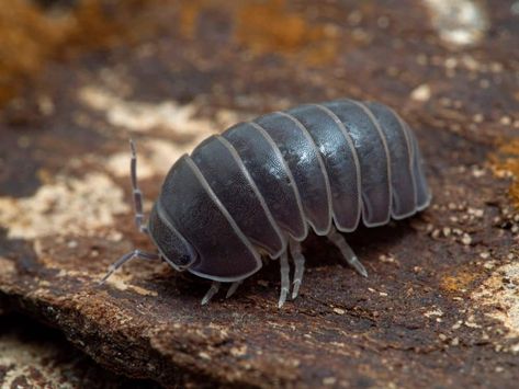 Pill Bugs, Giant Isopod, Baby Barn Owl, Rolly Polly, Woodlice, Pill Bug, Centipedes, Types Of Bugs, Sleepy Dogs