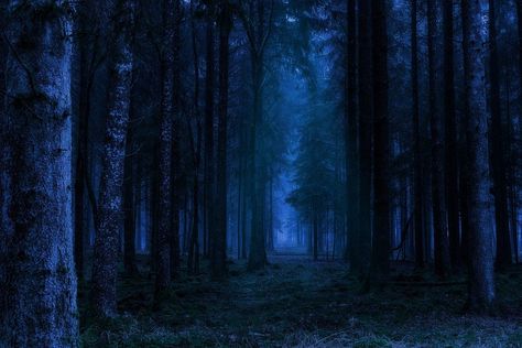 Forest Night Landscape - Free photo on Pixabay The Legend Of Sleepy Hollow, Forest Sounds, Futurisme Retro, Forest Night, Forest Background, Night Background, Mystical Forest, Night Forest, Blue Forest