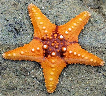 Starfish Facts, Creature Marine, Photo Animaliere, Sea Anemone, Stella Marina, Beautiful Sea Creatures, Aquatic Animals, Sea Star, Marine Animals