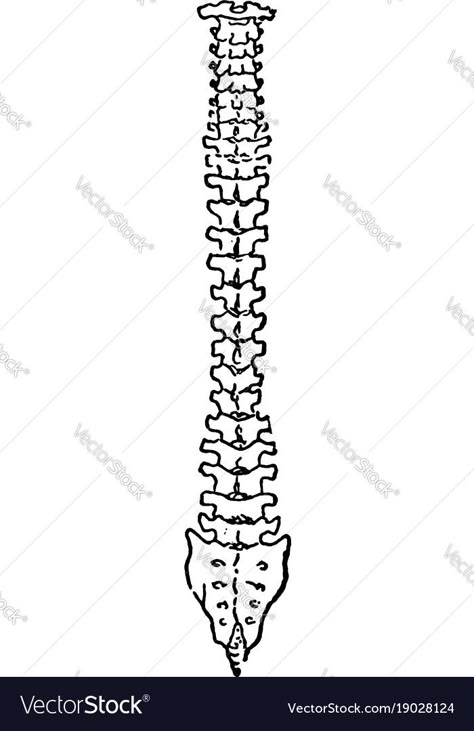 Bones Art Drawing, Back Bone Drawing, Backbone Drawing, Bones Sketch, Spine Drawing, Bone Drawing, Human Body Projects, Emo Tattoos, Back Bone