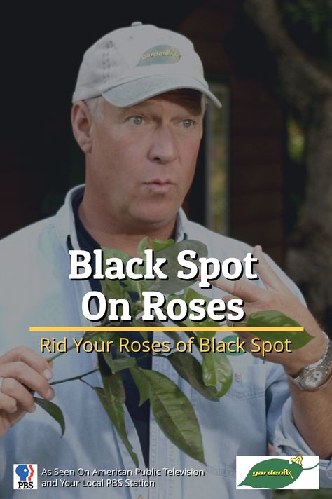 Black Spot On Roses, Garden Problems, Garden Solutions, Organic Garden, Rose Leaves, Rose Bush, Black Spot, Lawn And Garden, Household Hacks