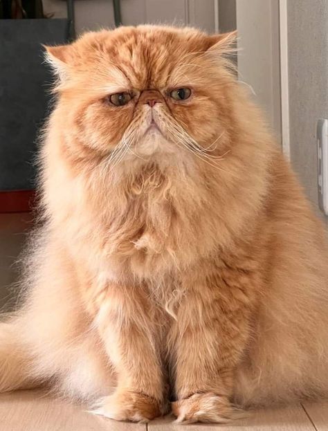 Orange Persian Cat, Persian Cat, Kit Kat, Orange Cat, Love Animals, Cats Kittens, Cats And Kittens, Persian, Kittens