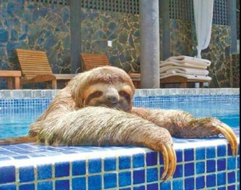 12 Reasons Why You Should Never Own Sloths – Page 3 – The Paws Sloth Humor, Cute Sloth Pictures, Sloth Facts, Two Toed Sloth, Three Toed Sloth, Sloth Life, Sloth Art, Sloths Funny, Sloth Lovers