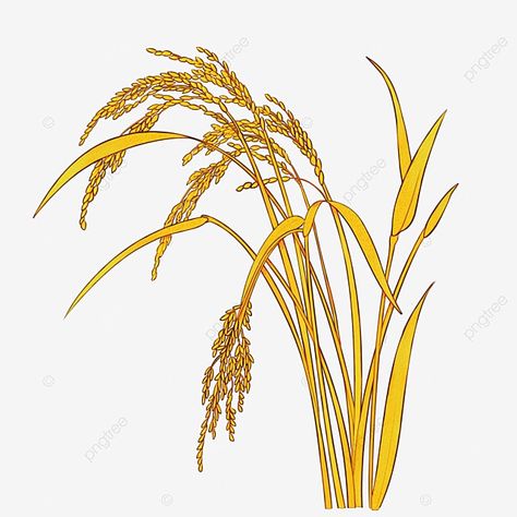 Rice Painting Art, Rice Plant Drawing, Rice Drawing, Stem Biology, Rice Png, Rice Illustration, Painted Plants, Rice Plant, Plant Png