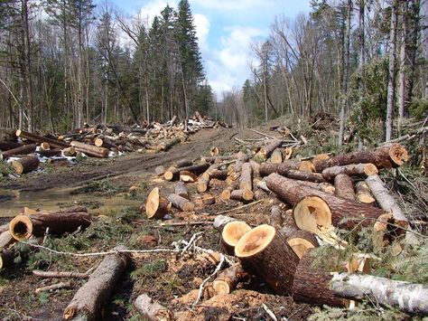 Illegal logging is the primary cause of the degradation of cedar-broadleaf forests in the Russian Far East. Photo credit: WWF Russia. Rainforest Deforestation, Hand Art Projects, Pencemaran Udara, Sumber Daya Alam, Art Books For Kids, Cedar Forest, Tree Felling, Old Trees, Environmental Issues