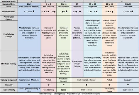 Effects of menstrual cycle on training Fertility Cycle, Menstrual Cycle Phases, Cycle Training, Menstrual Health, Mood Changes, Hormone Health, Hormone Levels, Muscle Tissue, Workout Schedule