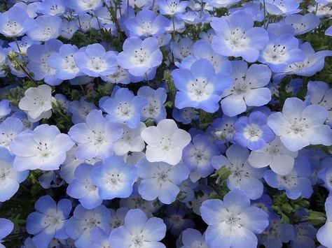 Hitachi Seaside Park, Seaside Park, Photos Flowers, Nothing But Flowers, Pretty Plants, Human Art, Flower Photos, Pretty Flowers, Flowers Plants