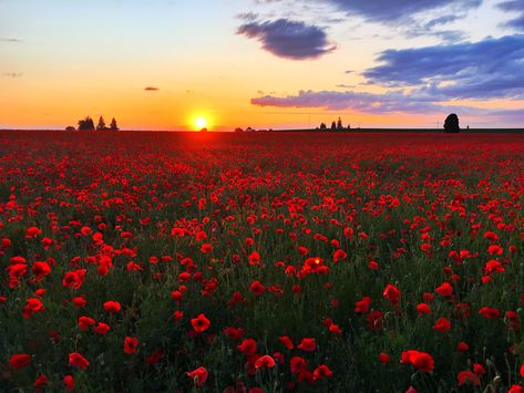 Sunset Flower Field, Red Flower Field, Poppy Flower Field, Poppy Field Painting, Flower Desktop Wallpaper, Tøp Wallpaper, Painting Reference, Rose Flower Wallpaper, Red Rose Flower