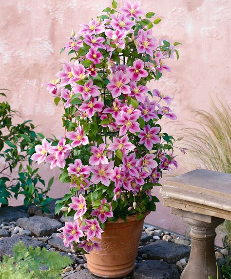 Kinds Of Flowers, Different Kinds Of Flowers, Clematis Plants, Climbing Flowers, Clematis Vine, Pretty Rose, Climbing Vines, Garden Containers, Pretty Plants