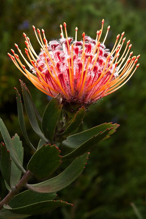 Pincushion Protea, Hawaiian Plants, Protea Art, Pretty Scenery, Floral Design Classes, Drought Tolerant Garden, Protea Flower, Seed Heads, Australian Native Flowers