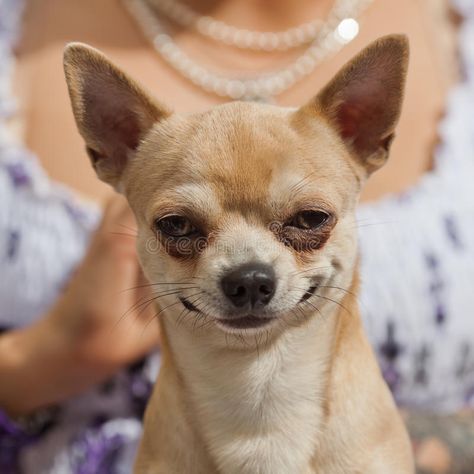 Funny looking chihuahua dog. Portrait of a smiling chihuahua dog which is sittin , #spon, #dog, #Portrait, #Funny, #chihuahua, #lap #ad Dog Jokes, Cute Animal Memes, Funny Dog Memes, Funny Animal Quotes, Funny Dog Pictures, Funny Animal Jokes, Crazy Funny Memes, Chihuahua Dogs, Funny Animal Memes