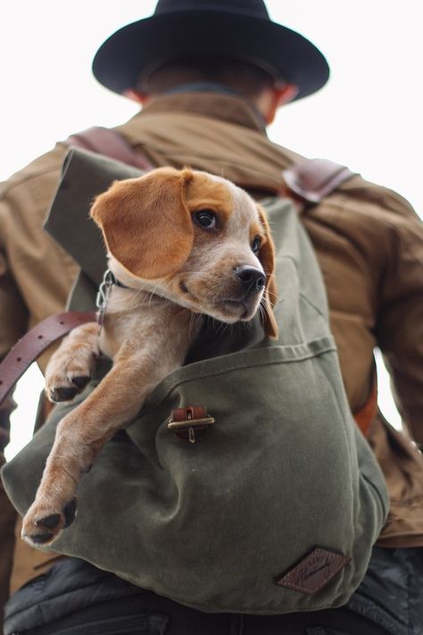 dog in backpack Dogs Quotes, Cute Senior Pictures, Pocket Beagle, Quotes Heart, Cute Beagles, Beagle Puppy, Life Ideas, Beagle Dog, Jack Russell Terrier