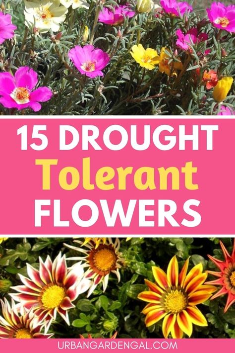 drought tolerant flower plants Drought Tolerant Plants For Containers, Drought Resistant Flowers, Full Sun Drought Tolerant Plants, Drought Tolerant Annuals, Front Porch Plants, Florida Flowers, Low Water Plants, Low Water Gardening, Annual Garden