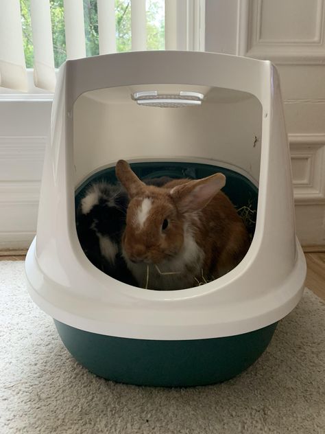 I got a cat litter box for ma buns and they love it so much their own fancy little en-suite Fancy Cat, Rabbit Lover, Fancy Cats, Cat Litter Box, Plastic Laundry Basket, Cat Pin, Cat Litter, All About Cats, Litter Box