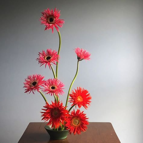 Gerbera Daisy Arrangements, Gerbera Vase, Gerbera Centrepiece, Gerbera Tetra, Orange Gerber Daisy, Like You, Floral, Flowers, Plants