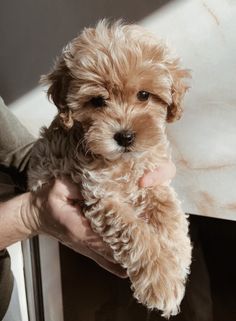 dog Cute Fluffy Puppies, Cute Small Dogs, Very Cute Puppies, Maltipoo Puppy, Cavapoo Puppies, Super Cute Puppies, Fluffy Puppies, Cute Animals Puppies, Very Cute Dogs