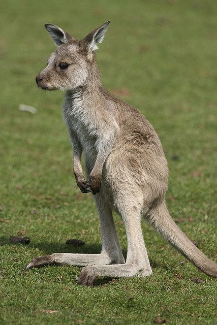 Second day in Oz and we got to hang out with baby kangaroos on campus! Their fur is so soft! Baby Kangaroo, Kangaroo Baby, Australia Animals, Wild Kingdom, Australian Animals, Cute Creatures, Animal Tattoos, Sweet Animals, Animal Planet