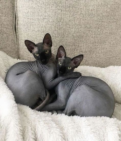 . Black Syphnx Cat, Cute Hairless Cat, Chat Sphynx, Most Popular Cat Breeds, Popular Cat Breeds, Hairless Cats, Sphinx Cat, Cat Breed, Hairless Cat