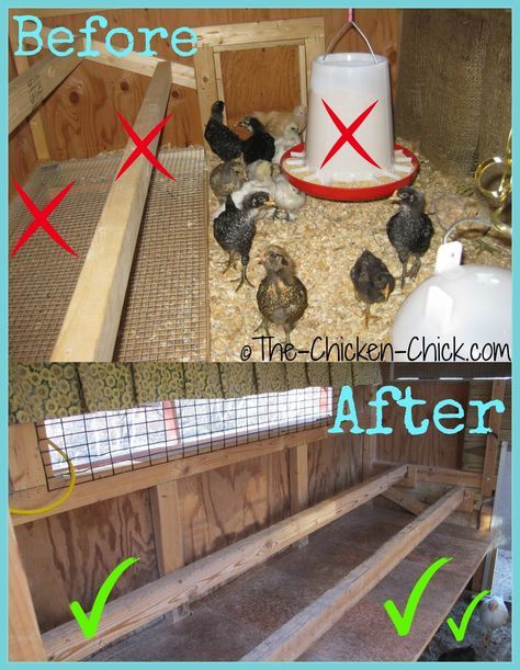 Raise roosts and add a droppings board. Roosts can also be wall-mounted versus a ladder style roost system that attaches to the floor. Adding a suspended droppings board beneath the roosts creates clean, usable floor space. Pallet Backyard, Decorating Backyard, Coop Layout, Inside Chicken Coop, Chicken Perches, Coop Decor, Chicken Roost, Oasis Backyard, Gardening Backyard