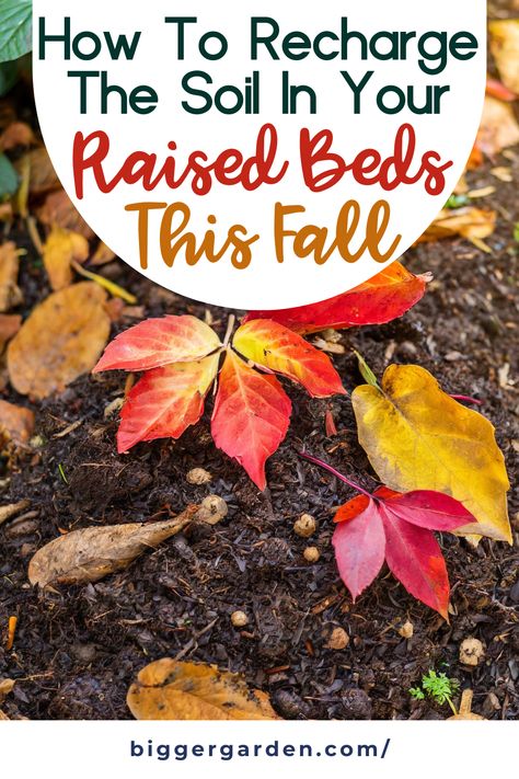 Learn how to recharge the soil in your raised beds this fall with our garden prepping tips. Discover garden remedies and techniques for vegetable garden raised beds, including backyard vegetable gardens and garden compost. Perfect for vegetable garden DIY and raised garden beds DIY to enhance your magic garden and grow healthy garden veggies. How To Winterize Raised Garden Beds, Winterize Garden, Fall Garden Prep, Raised Garden Bed Soil, Garden Raised Beds, Growing Zucchini, Fall Prep, Growing Cilantro, Garden Prepping