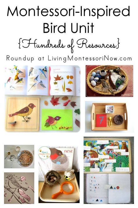 Montessori Science, Nature Therapy, Montessori Ideas, Spring Preschool, Montessori Education, Montessori Classroom, Unit Studies, Bird Theme, Preschool Science