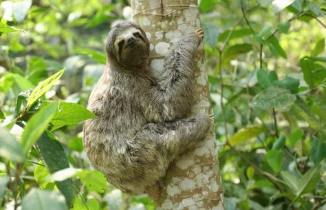 Brown-throated three toed sloth Sloth Habitat, Types Of Moths, Two Toed Sloth, Three Toed Sloth, The Atlantic, Ecology, Sloth, South America, Mammals