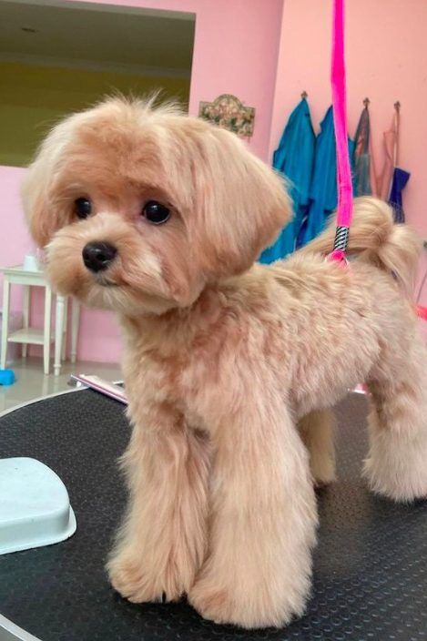 apricot toy maltipoo Puppy Grooming Styles, Cute Dog Haircuts, Maltipoo Haircut Styles, Toy Poodle Haircut Styles, Maltipoo Haircuts, Toy Maltipoo, Dog Haircut, Puppy Haircut, Perro Shih Tzu