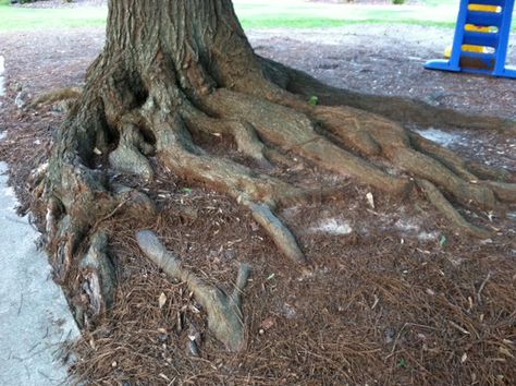 Tree – Covering Exposed Roots | Walter Reeves: The Georgia Gardener Tree Roots Landscaping, Oak Tree Roots, Garden Vertical, Landscaping Around House, Landscaping Around Trees, Architecture Garden, Pergola Pictures, Making Plant Pots, Yard House