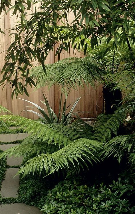 Tanaman Air, Fern Garden, Country Garden Design, Small City Garden, Ferns Garden, Master Planning, Tropical Garden Design, Jungle Gardens, Wild Country