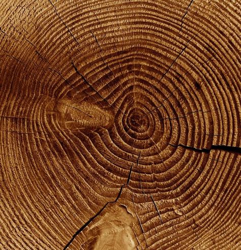 Arbor Day Foundation on Instagram: "We all know that tree rings can tell a tree's age, but they can tell us SO much more. A tree's light-colored rings represent wood that grew in the spring and early summer, while the dark rings represent wood that grew in the late summer and fall. One light ring + one dark ring = 1️⃣ year of a tree’s life. Rings also give scientists information about that area’s local climate in the past. Tree rings usually grow wider in warm, wet years and they are thinner Spirals In Nature, Dark Ring, Dark Rings, Arbor Day, Elements And Principles, Arbour Day, Tree Rings, Light Ring, Principles Of Design