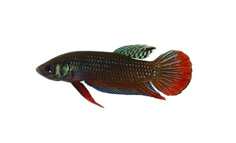 Betta Imbellis (Peaceful Betta): Care, Lifespan, Aggression – Fish Laboratory Aquatics Betta Care, Schooling Fish, The Aquarium, Be Great, Fish Pet, Fish