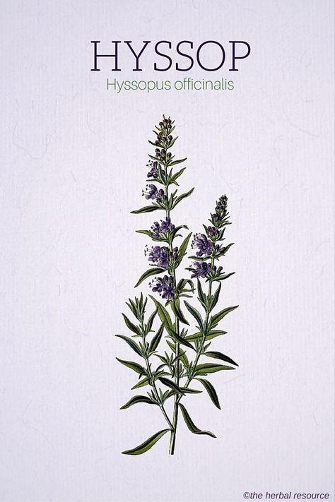 Hyssop (Hyssopus officinalis) is a favorite in the herbalism medical kit. This beautiful healing plant is a perennial in the mint family that has traditionally been used as a diphoretic and an anti-inflammatory. Not only that but Hyssop makes a beautiful healing garden plant. Hyssopus Officinalis, Shakespeare Garden, Witch Herbs, Medicinal Garden, Medical Herbs, Medicinal Herb, Healing Garden, Plant Medicine, Herbal Plants