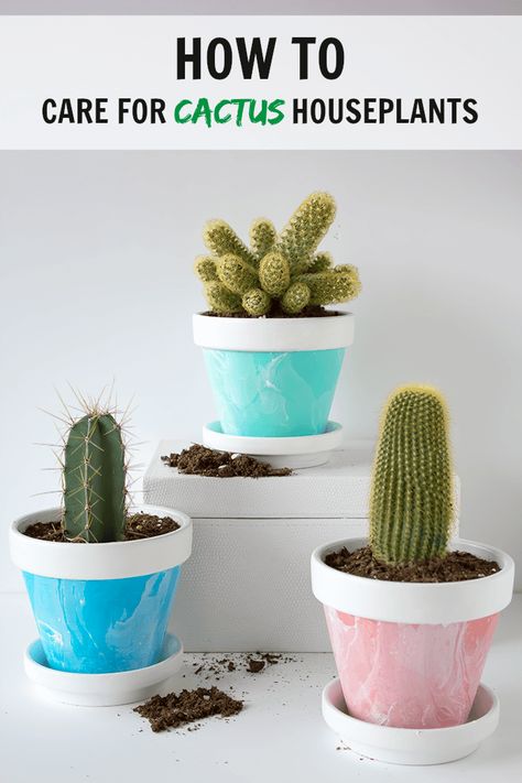 Indoor Cactus Plants, Cactus House, Cactus House Plants, Cactus Care, Indoor Cactus, Succulent Care, Monstera Deliciosa, Cactus Garden, House Plants Indoor