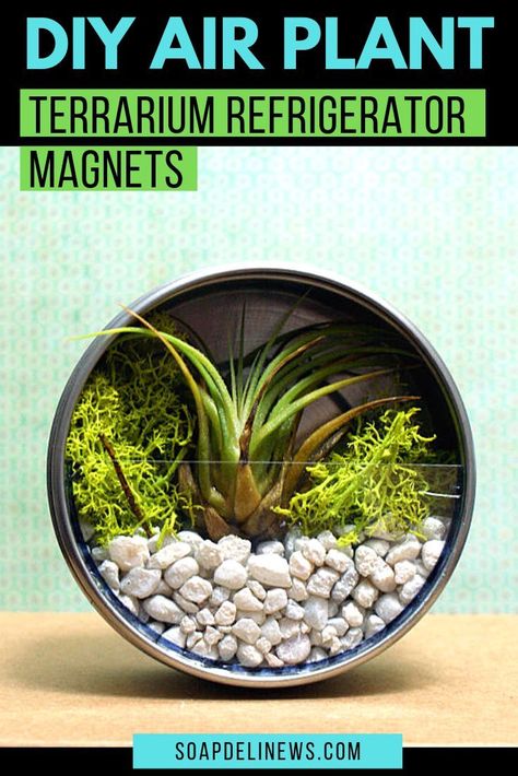 Air plant care guide and indoor gardening tips. #airplants #plantcareguide #indoorplantcare #indoorgardening #houseplants Diy Magnets, Diy Terrarium, Plant Crafts, Plant Terrarium, Rainy Day Crafts, Air Plant Terrarium, Moss Terrarium, Terrarium Diy, Family Project