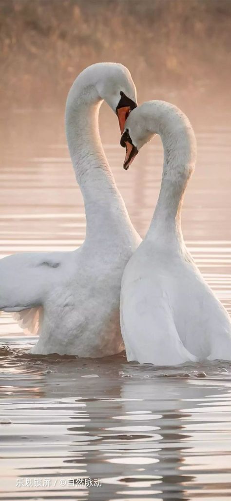 Swans, Water, White