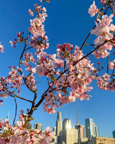 Goood morning! Clear blue skies, a giant branch of blooms AND it’s the first day of Spring ✨🌸🌞 Feeling so so high 💫 Days Of Bloom Sky, Spring Feeling, First Day Of Spring, Clear Blue Sky, Blue Skies, First Day, Blue Sky, The One, The First