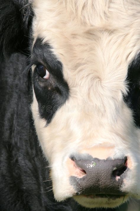 Cow. Close up of a Friesian cow face with two black patched eyes , #Sponsored, #Friesian, #cow, #Cow, #Close, #patched #ad Cow Eyes, Cow Photos, Eye Close Up, Cow Face, Black Patch, Black Cow, Custom Tumbler Cups, Small Paintings, Animals Images