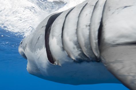 Gill filaments - great white shark | A close-up look at the gill filaments of a great white shark.  As water passes through the gills, oxygen is absorbed and passed to the shark's deoxygenated blood which is then circulated throughout the shark's body. Carbon dioxide is also passed out from the blood during the process.  A great white shark relies on what is known as ram ventilation, in which the shark must continually be swimming forward to force water through its... Shark Tale, Exotic Fish, The Shark, White Sharks, Carbon Dioxide, Great White Shark, Great White, Photography Techniques, Sharks