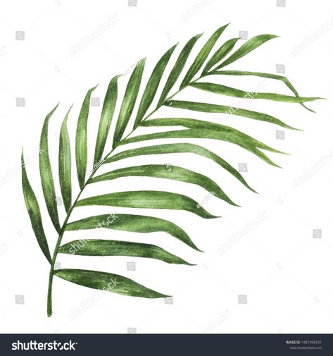 Coconut leaf watercolor isolated on white background. Royalty free image illustration Coconut Leaf Drawing, Coconut Leaf Tattoo, Leaf Watercolor, Coconut Leaves, Leaf Drawing, Coconut Fiber, White Stock, Water Colour, Leaf Tattoos