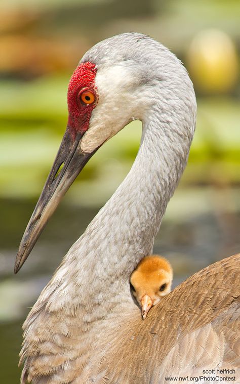 Sandhill Cranes, Sandhill Crane, National Wildlife Federation, Herons, Shorebirds, Baby Bird, All Birds, Bird Pictures, Pretty Birds