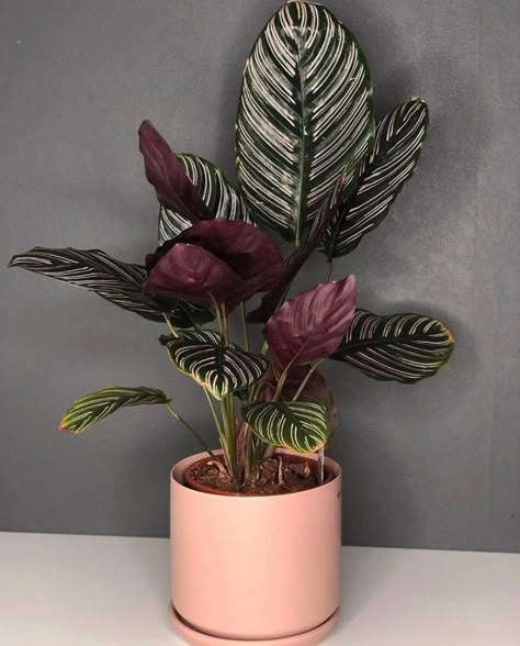 Calathea Ornata, Decorative Plants, Plant Goals, Calathea Plant, Inside Plants, Indoor Plant Care, Pink Plant, Plant Decor Indoor, House Plants Indoor