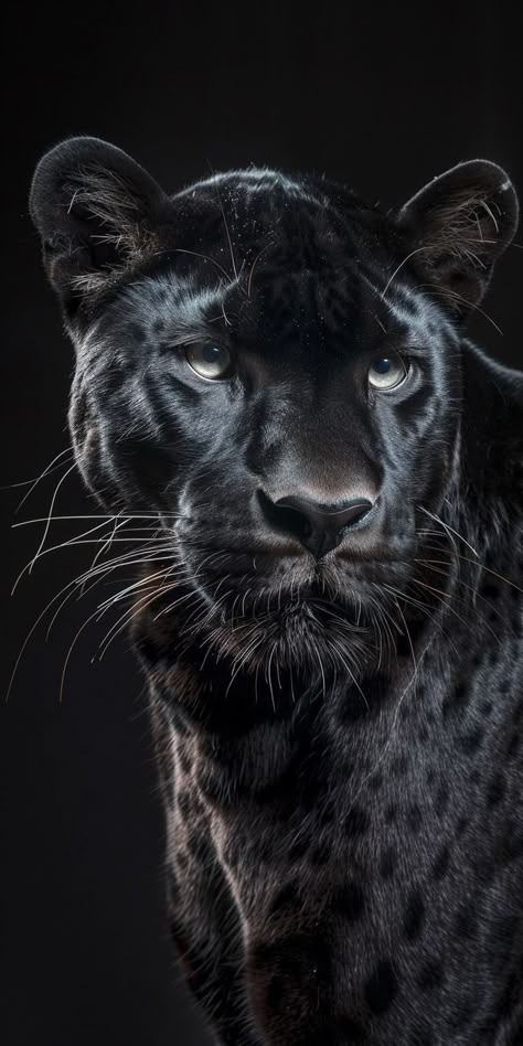 Black Panther Animal, Black Jaguar Animal, Panther Images, Jaguar Wallpaper, Black Panther Cat, Panther Pictures, Big Cats Photography, Lion And The Mouse, Jaguar Animal