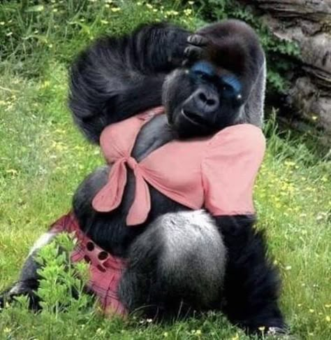 Female Gorilla, Gorilla Gorilla, Monkey Pictures, Monkeys Funny, Funny Bunnies, Primates, Funny Animal Pictures, 귀여운 동물, Animal Memes