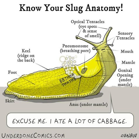 Banana Slug Art, Sea Snail Drawing, Slug Illustration, Slug Drawing, Slug Tattoo, Slug Art, Banana Slugs, Banana Slug, Sea Slugs